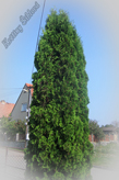 Thuja occidentalis Smaragd - Zerav západní „Smaragd“ ; Túje 