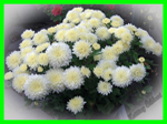 Chryzantéma drobnokvětá , Listopadka , Kateřina