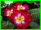Primula - Prvosenka, směs barev