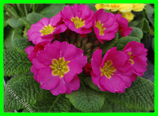 Primula - Prvosenka, směs barev