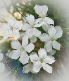 Dianthus deltoides 'Confetti White'