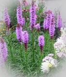 Liatris spicata 'Floristan violet'