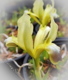Iris taurica