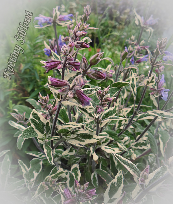 Salvia officinalis 'Tricolor'