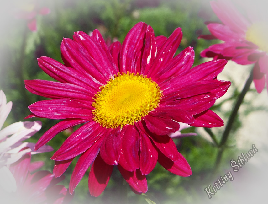 Chrysanthemum coccineum 'Robinson Red'