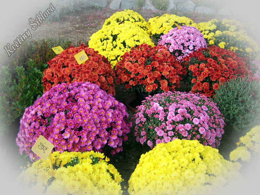 Chrysanthemum multiflora - Chryzantéma drobnokvětá, Listopadka , Kateřina Chrysanthemum multiflora - Chryzantéma drobnokvětá, Listopadka , Kateřina