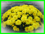 Chryzantéma drobnokvětá , Listopadka , Kateřina