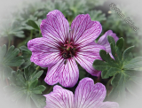 Geranium cinereum 'Ballerina'