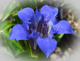 Gentiana paradoxa 'Blue Herald'