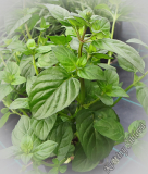 Mentha piperita var. citrata 'Mandarinka'