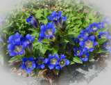 Gentiana septemfida var. lagodechiana