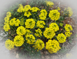 Alyssum wulfenianum