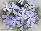 Phlox divaricata 'Clouds of Perfume'