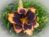 Hemerocallis 'Just Fabulous'
