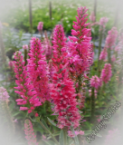 Veronica longifolia 'Pink Shades'