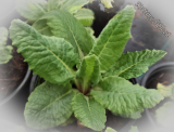Primula japonica 'Apple Blossom'