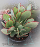 Crassula arborescens 'Blue Bird'