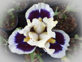 Iris 'Stop and Stare' (SDB)
