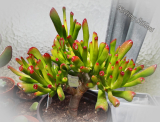 Crassula ovata f. monstrosa