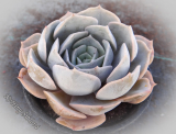 Echeveria 'Pollux'