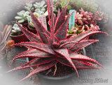 Aloe 'Christmas Carol'