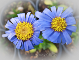 Aster natalensis