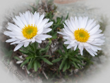 Aster alpinus 'Albus' 