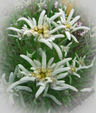 Leontopodium alpinum (Edelweiss)