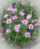 Armeria maritima 'Splendens'