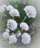 Armeria maritima 'Alba'