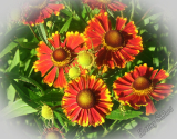 Helenium autumnale 'Helena Red Shades'