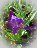 Iris x barbata nana