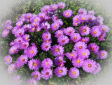 Aster dumosus 'Rosenwichtel'