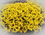 Sedum acre