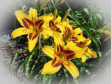 Hemerocallis 'Bonanza'