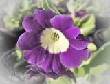 Primula x pubescens 'Exhibition-Series mix'
