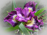 Iris sibirica 'Jewelled Crown' (SIB)