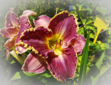 Hemerocallis 'David Kirchhoff'