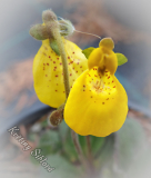 Calceolaria biflora 'Goldcap'