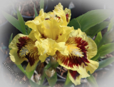 Iris 'Ultimate' (SDB)