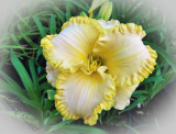 Hemerocallis 'Moon Music'