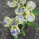 Iris 'Leopard Print' (SDB)