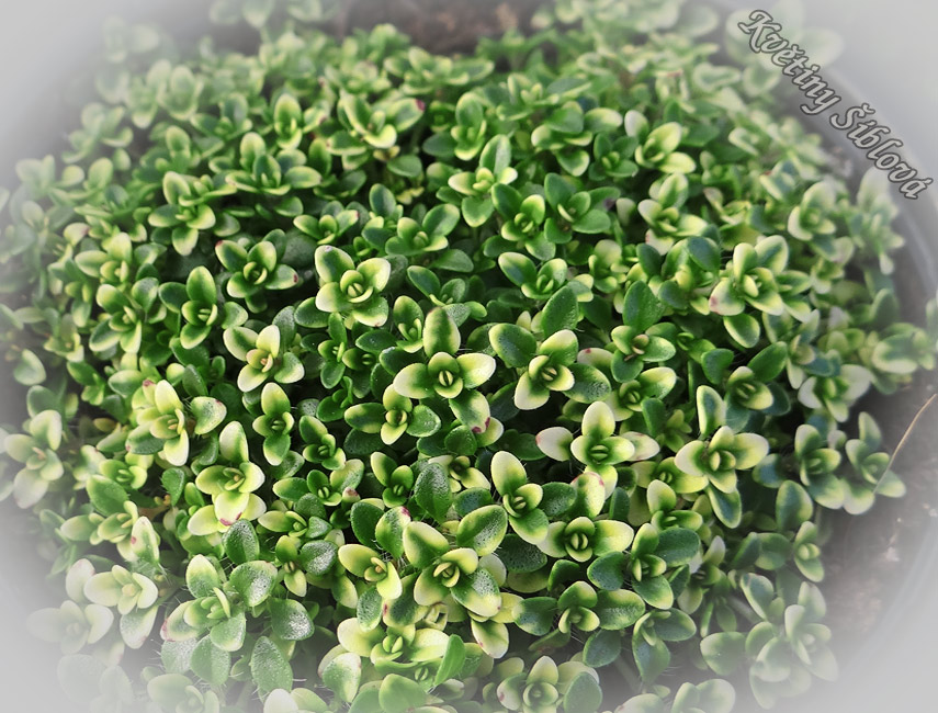 Thymus serpyllum 'Rasta'