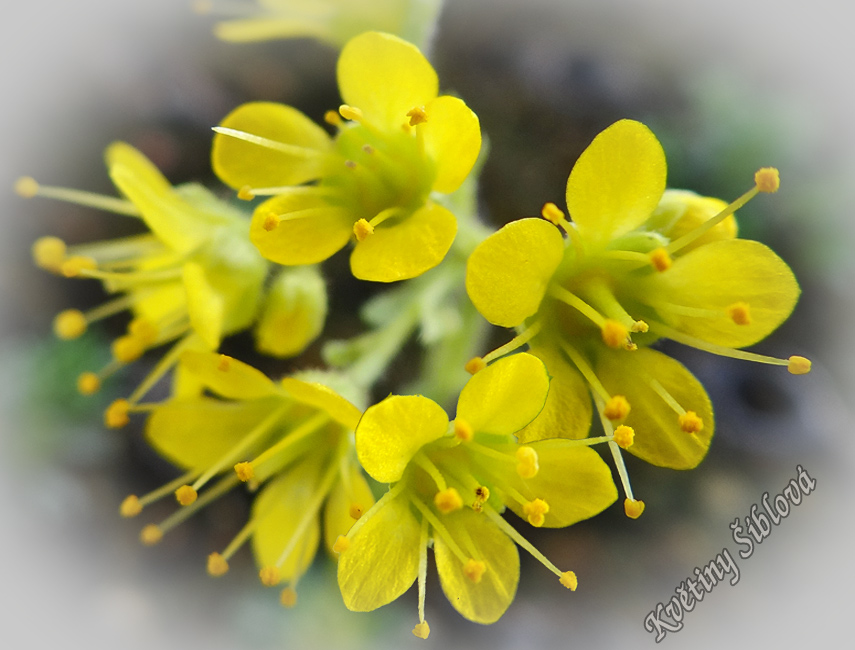 Saxifraga juniperifolia brotheri