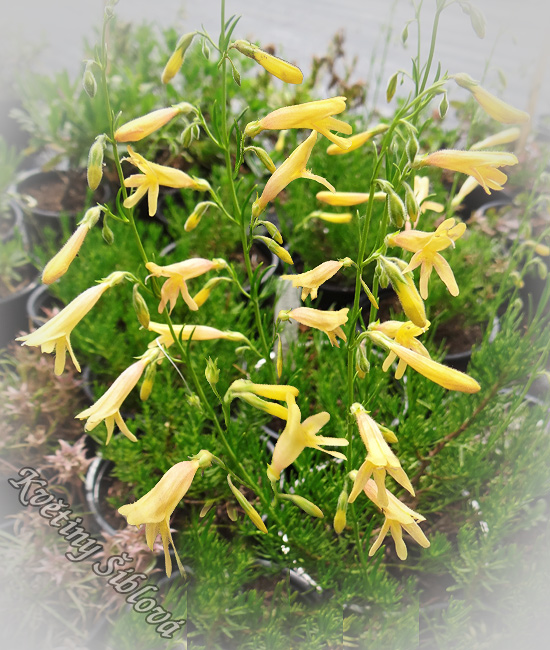 Penstemon pinifolius 'Mersea Yellow'
