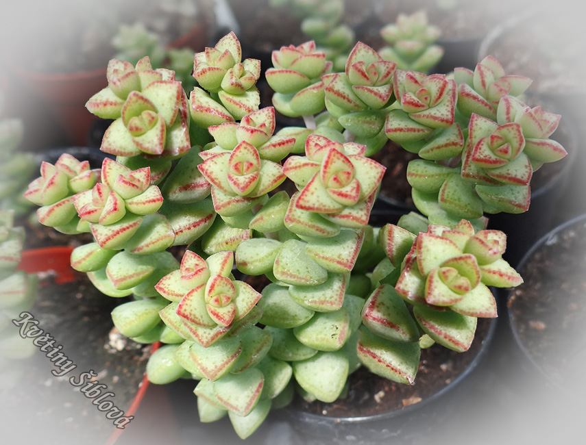 Crassula rupestris 'Tom Thumb'