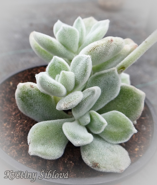Echeveria pulvinata 'Frosty'