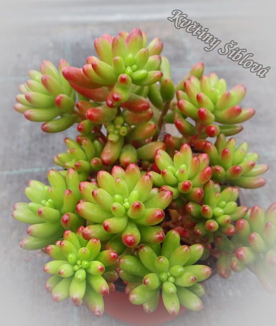 Sedum rubrotinctum