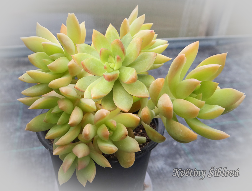 Sedum adolphii
