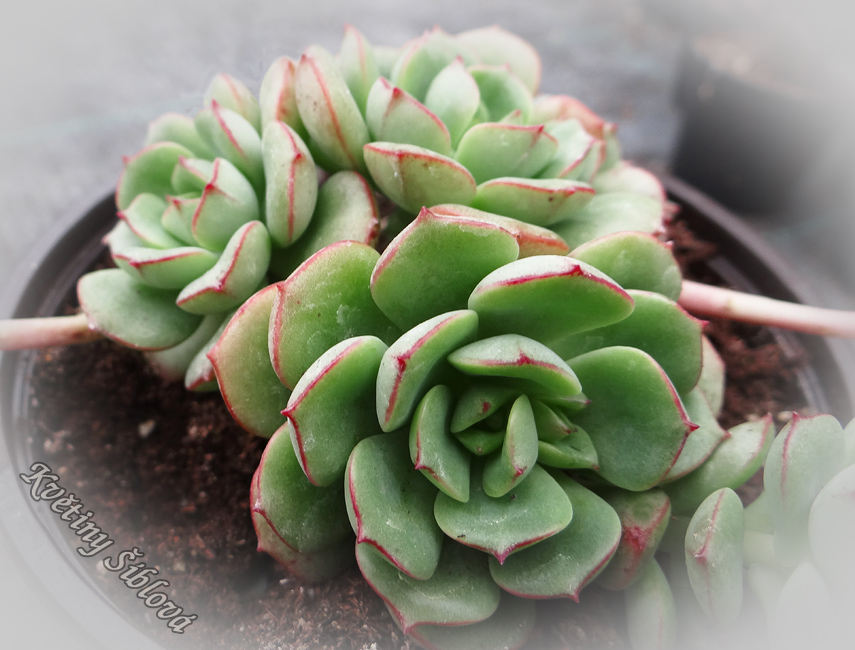 Echeveria multicaulis